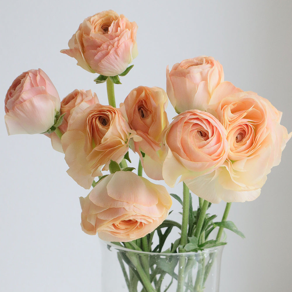 日本小牡丹預訂