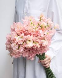 日本豌豆花 Sweetpea 預訂