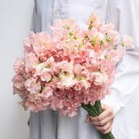 日本豌豆花 Sweetpea 預訂