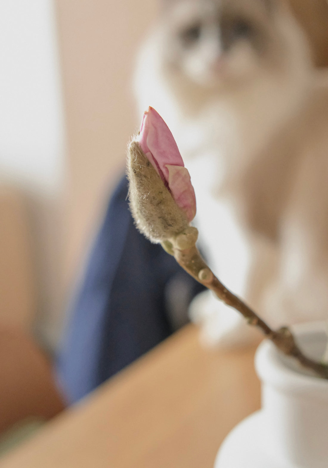 (貓咪友好) 荷蘭玉蘭 Magnolia