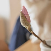 (貓咪友好) 荷蘭玉蘭 Magnolia