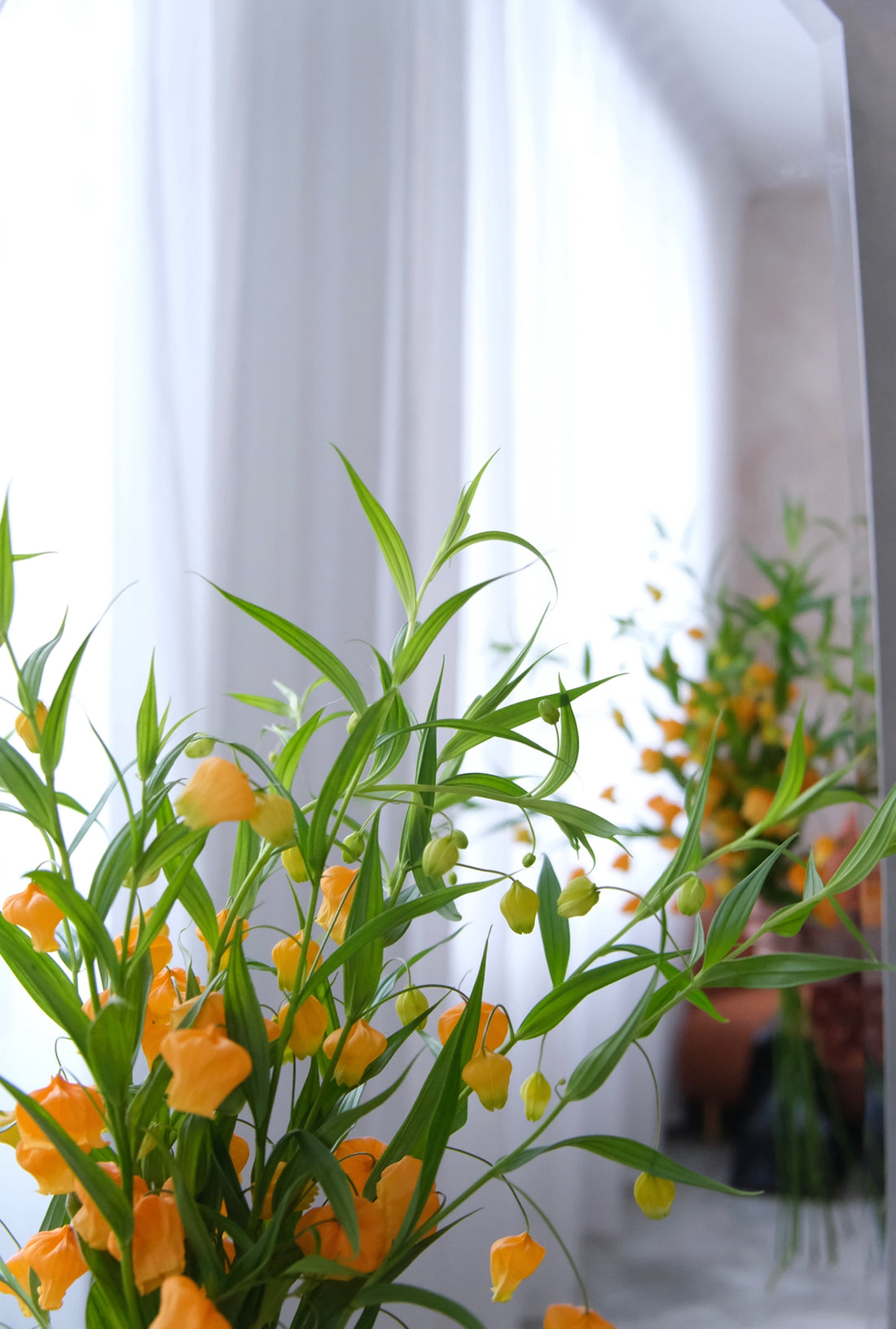 日本小宮燈 Sandersonia 預訂