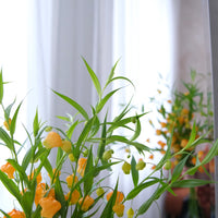 日本小宮燈 Sandersonia 預訂