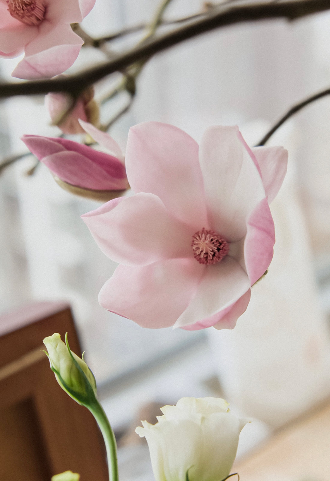 (貓咪友好) 荷蘭玉蘭 Magnolia