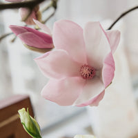 (貓咪友好) 荷蘭玉蘭 Magnolia