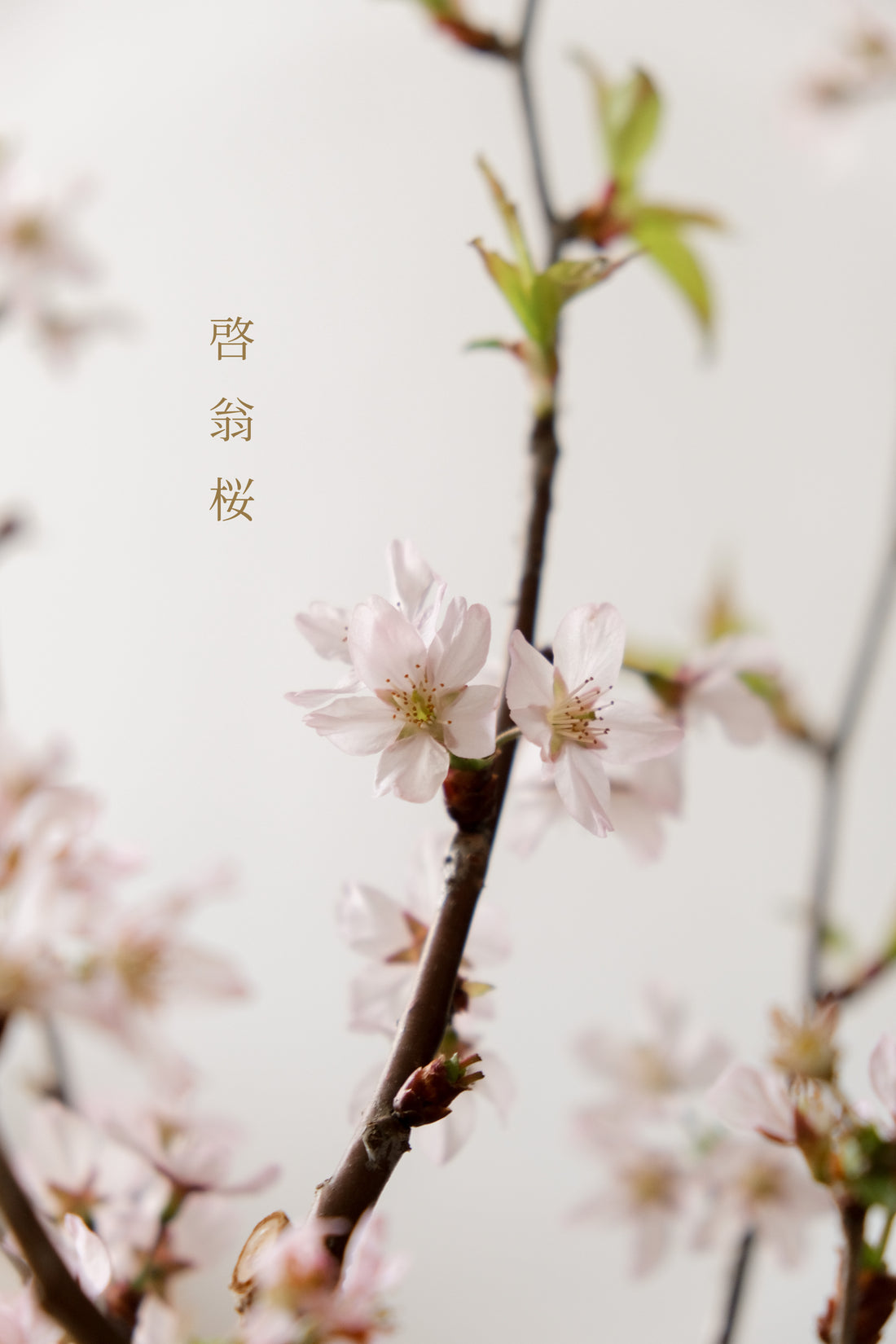 日本啓翁櫻 預訂