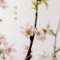 日本啓翁櫻 預訂