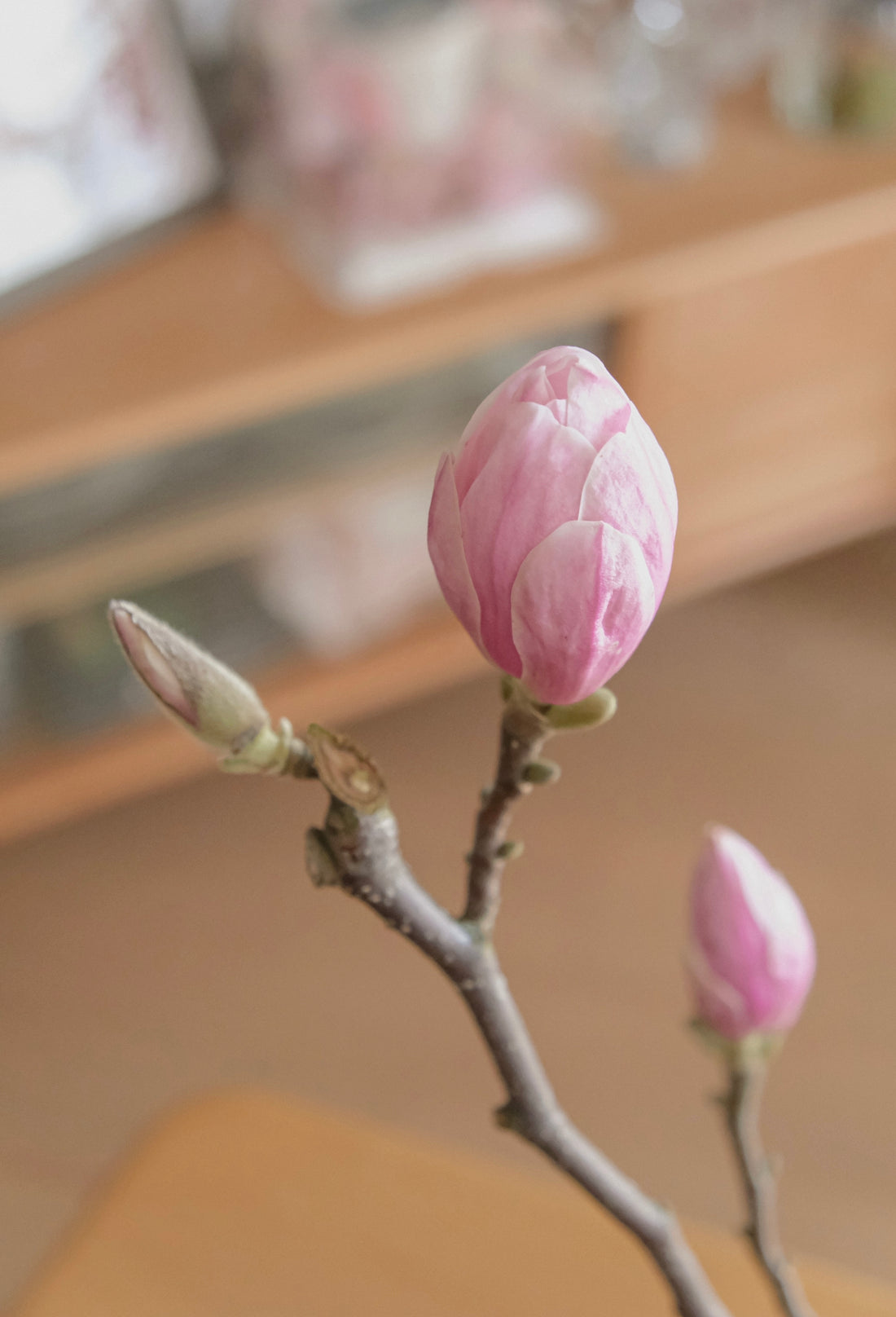 (貓咪友好) 荷蘭玉蘭 Magnolia