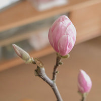 (貓咪友好) 荷蘭玉蘭 Magnolia