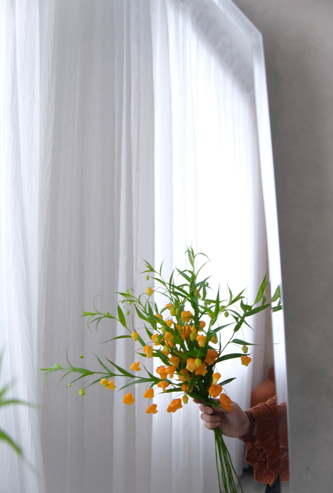 日本小宮燈 Sandersonia 預訂