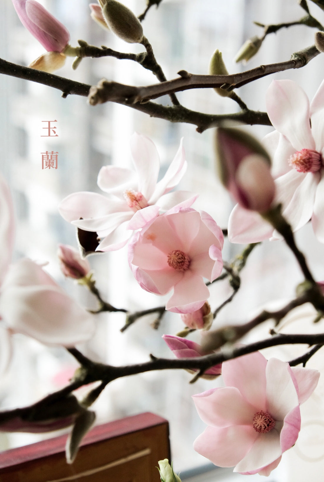 (貓咪友好) 荷蘭玉蘭 Magnolia